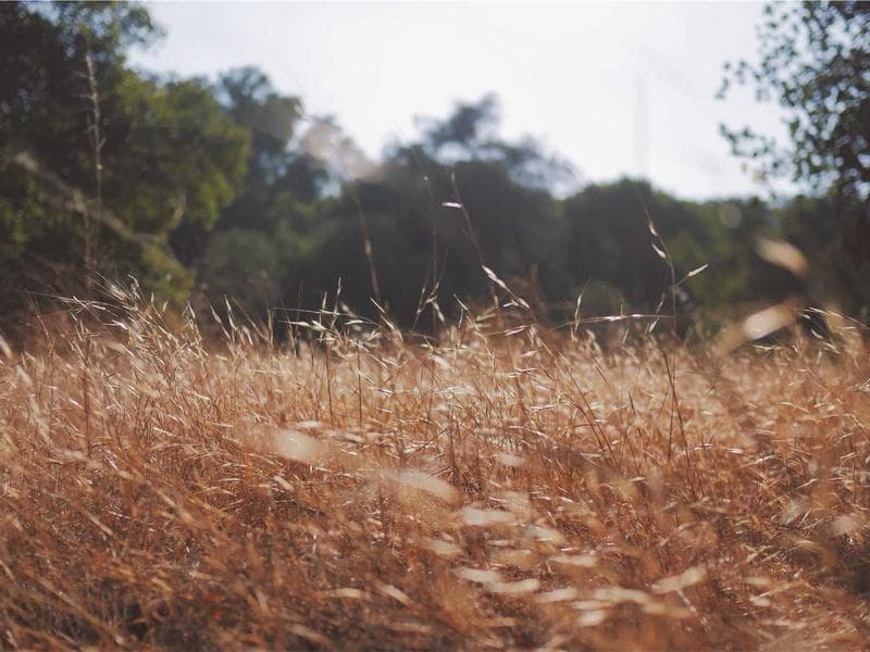 Treadmill Rental